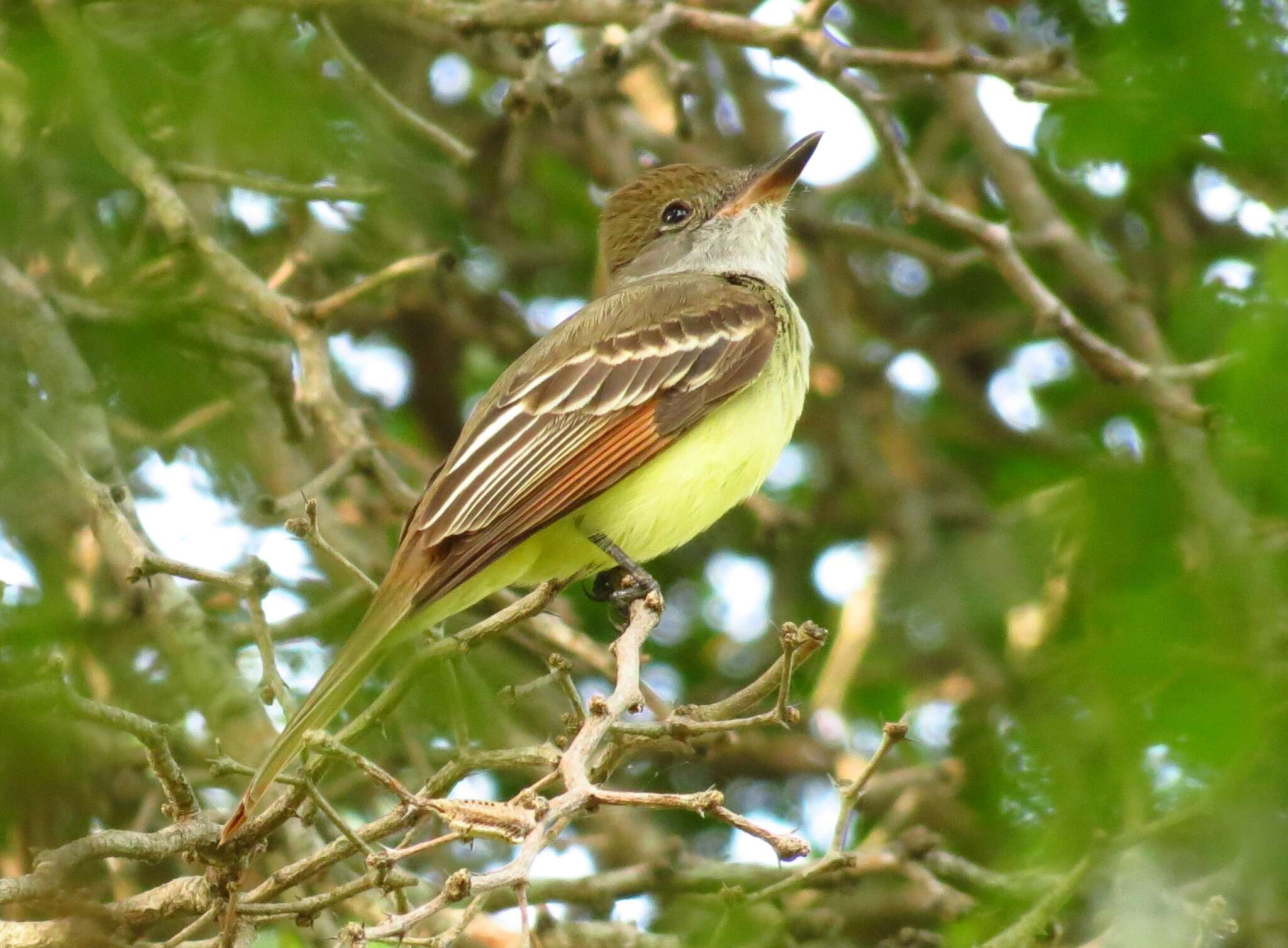 Image of Great Crested Flycatcher