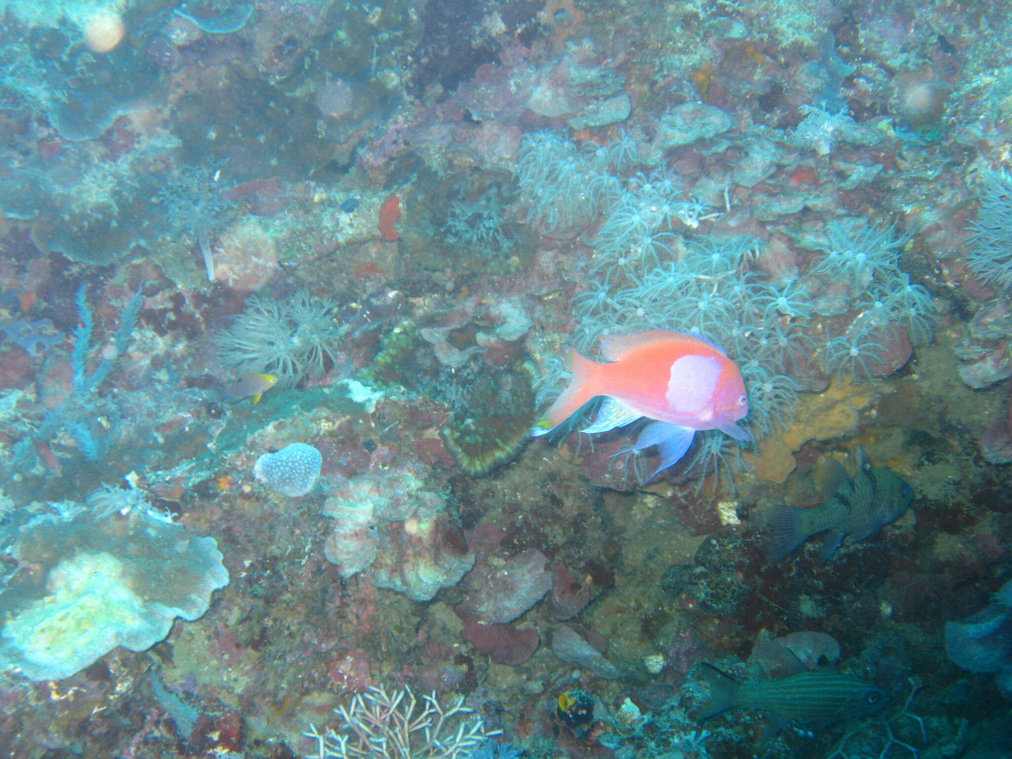 Imagem de Pseudanthias pleurotaenia (Bleeker 1857)