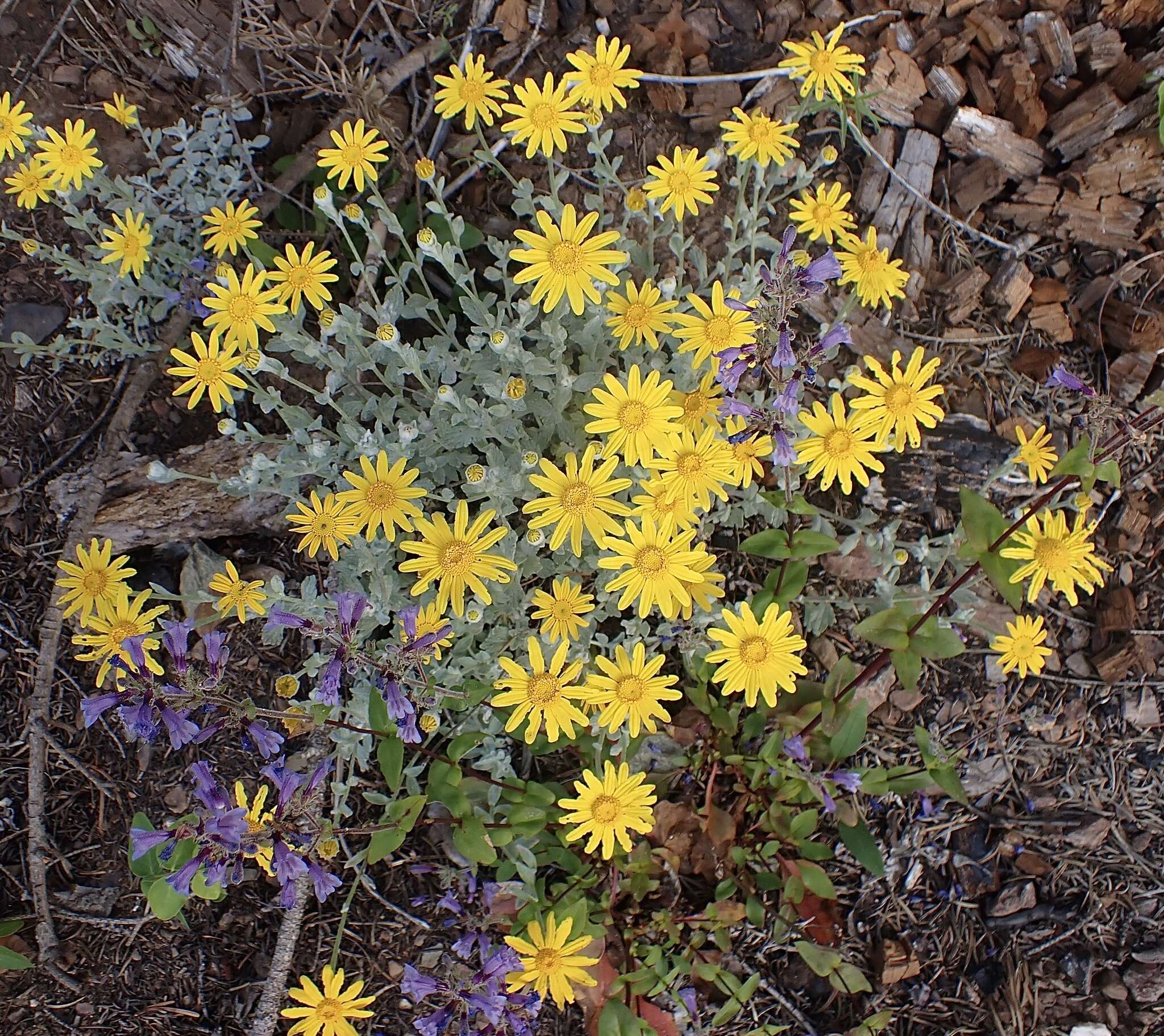 Image of common woolly sunflower