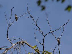 Image of Buff-throated Purpletuft