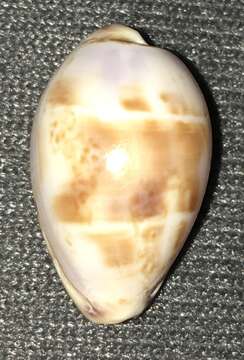 Image of Walker's Cowry