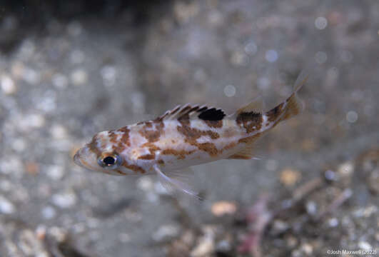 Image of Canary rockfish