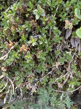 Image of Cerastium morrisonense Hayata