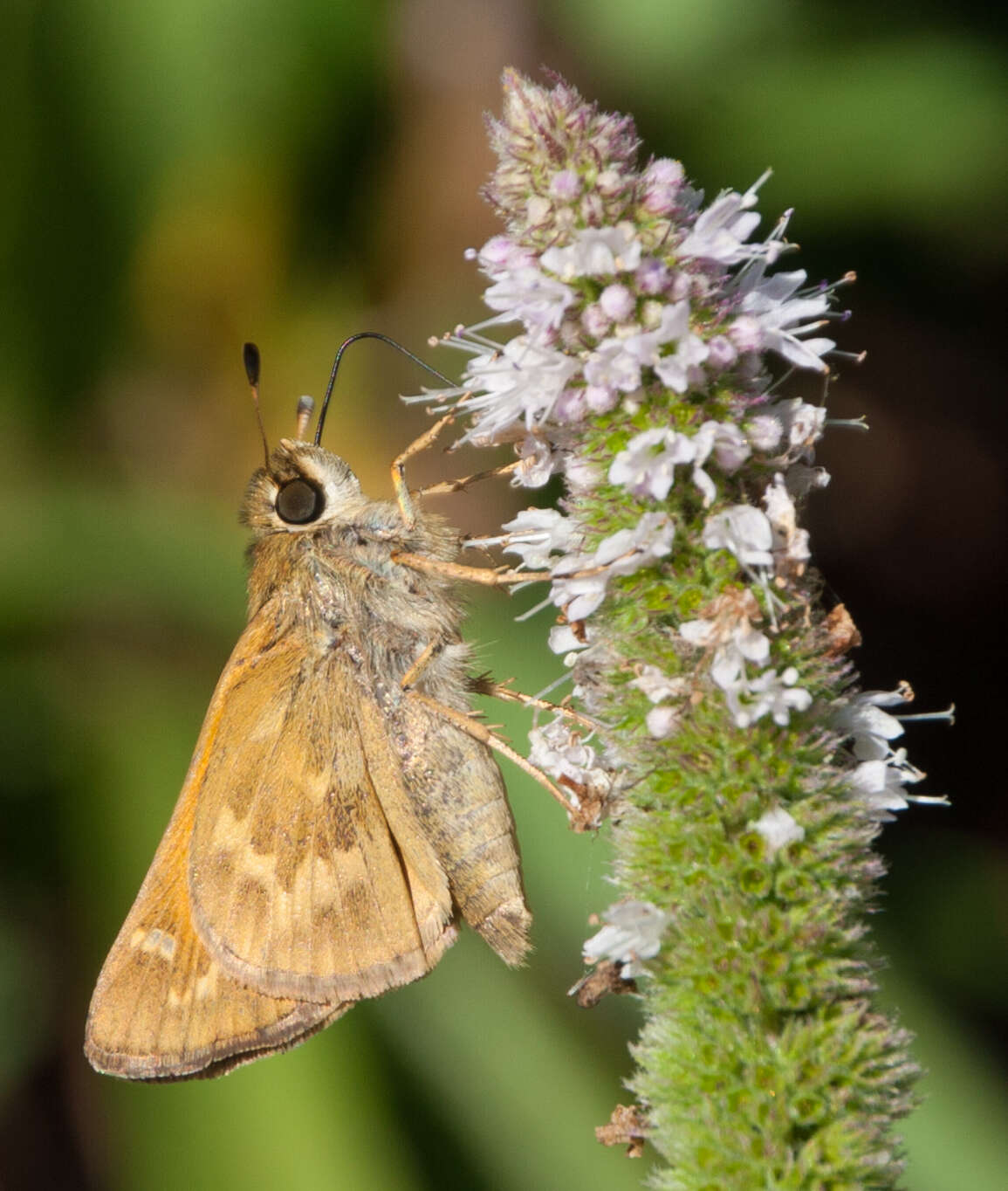 Atalopedes campestris Boisduval 1852 resmi