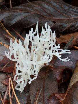 Image de Lentaria epichnoa (Fr.) Corner 1950