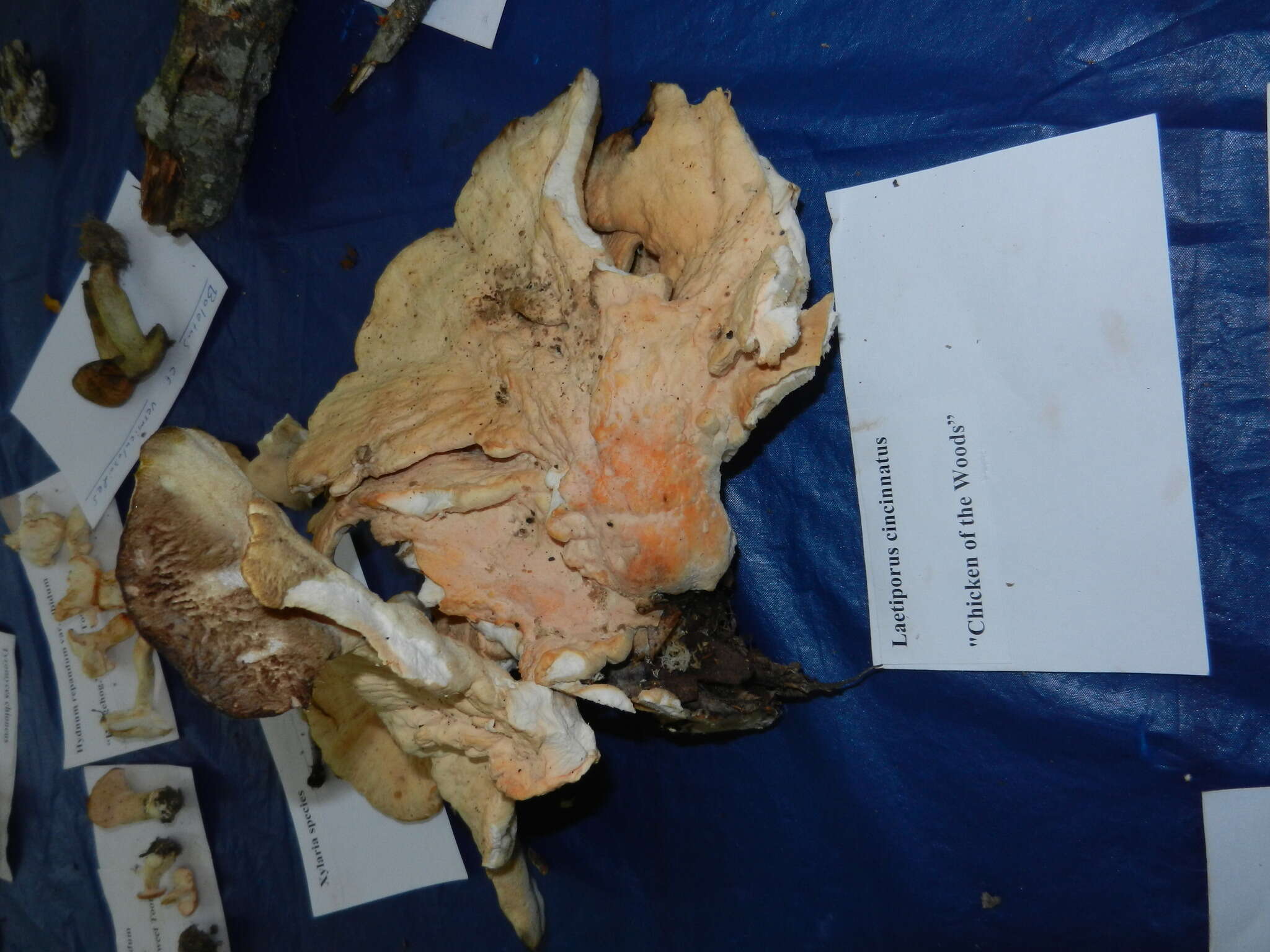 Image of Bracket Fungus