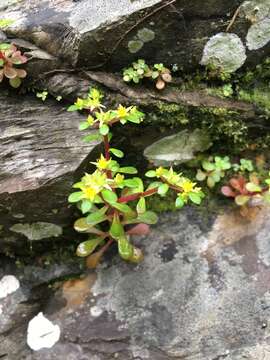 Image of Sedum actinocarpum Yamam.