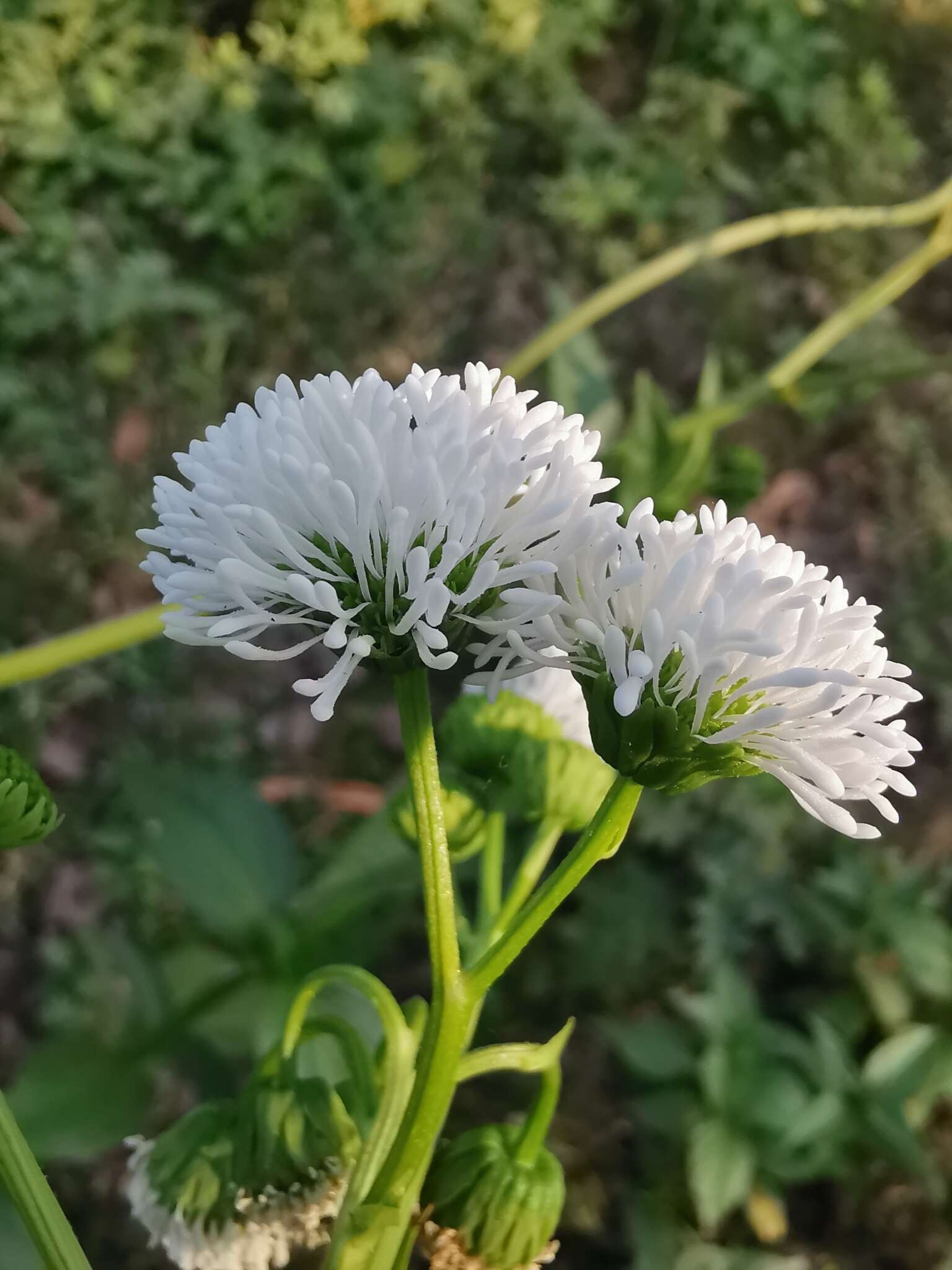 Gymnocoronis latifolia Hook. & Arn.的圖片