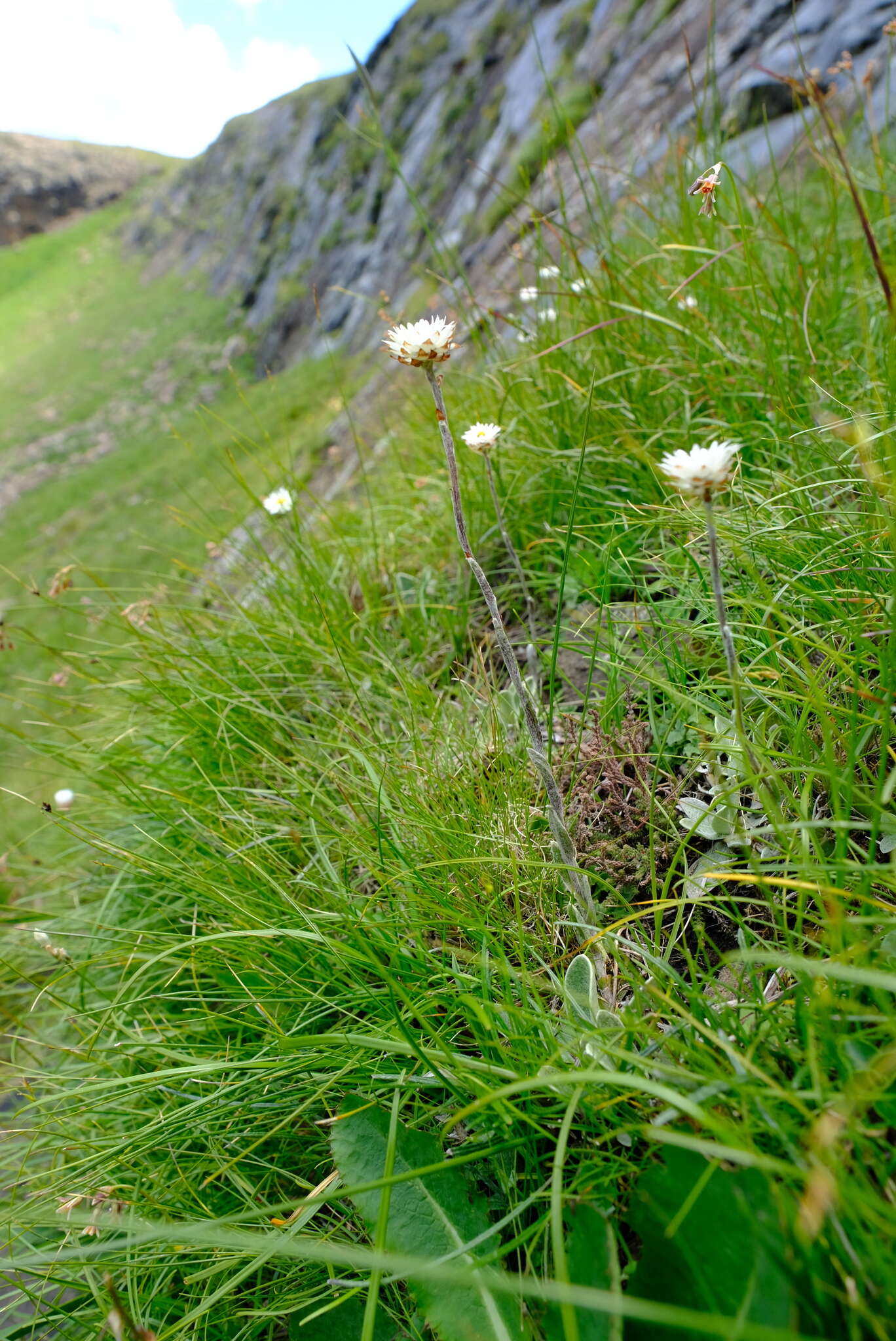 Image of Helichrysum albobrunneum S. Moore