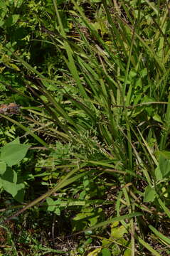 Image of Beaked Cut-Throat Grass