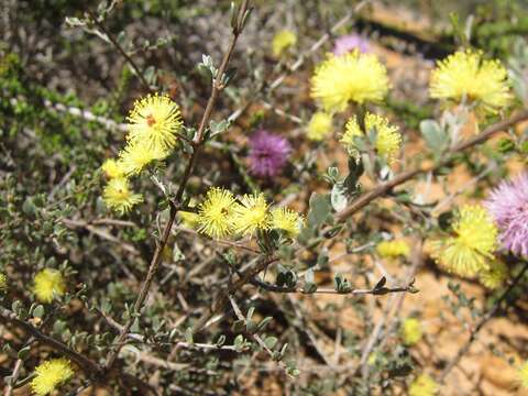 Image of Melaleuca aurea (Turcz.) Craven & R. D. Edwards