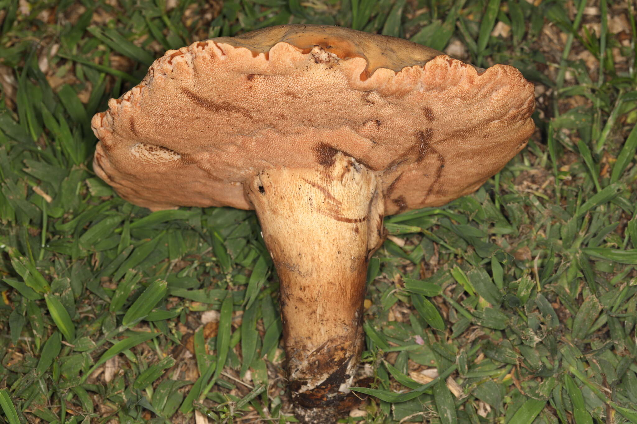 Image of Tylopilus tabacinus (Peck) Singer 1944