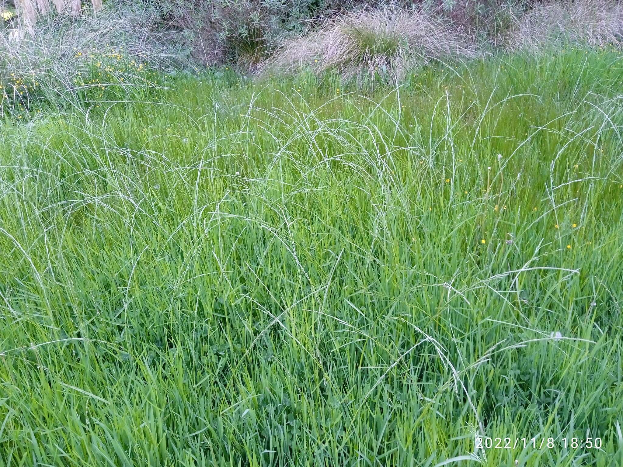 Image of Waxy Manna Grass