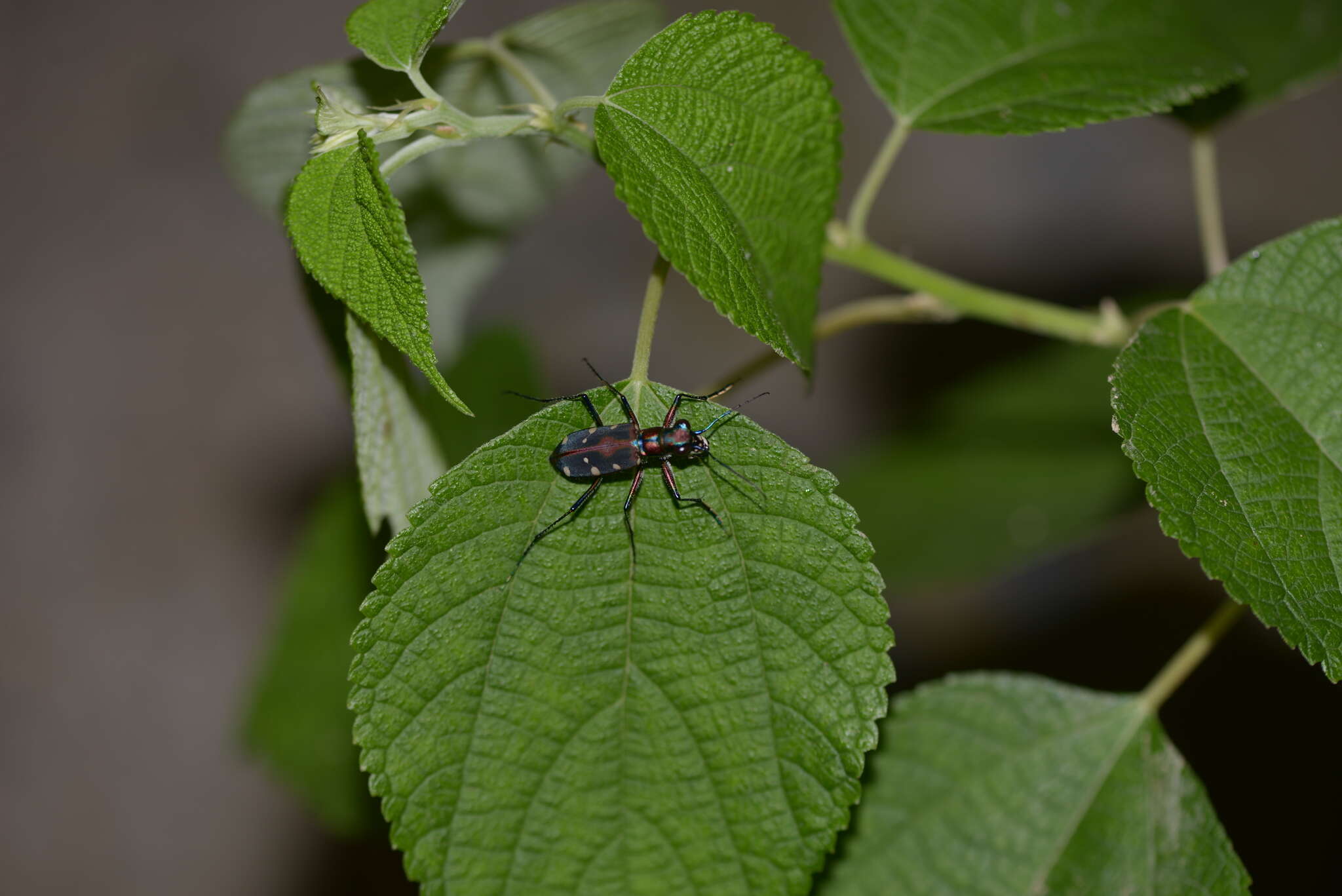 Image of Cicindela (Cosmodela) separata Fleutiaux 1894