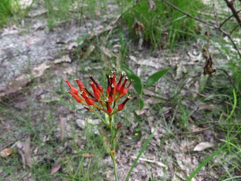 Image of Haemodorum coccineum R. Br.