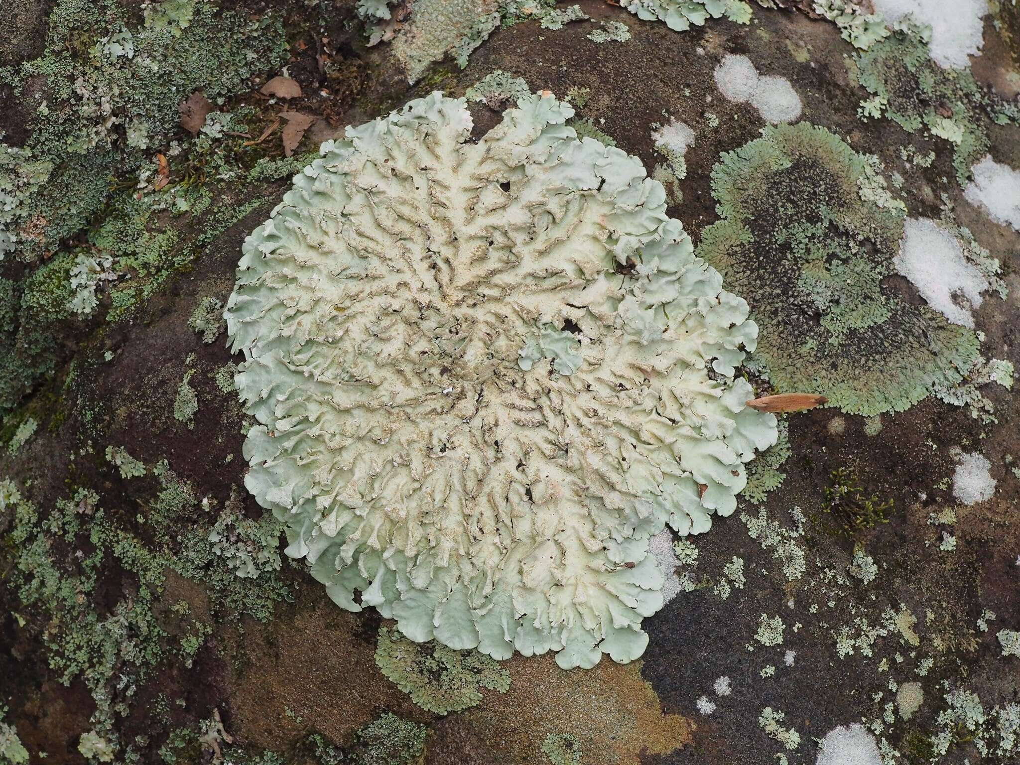 Image of parmotrema lichen