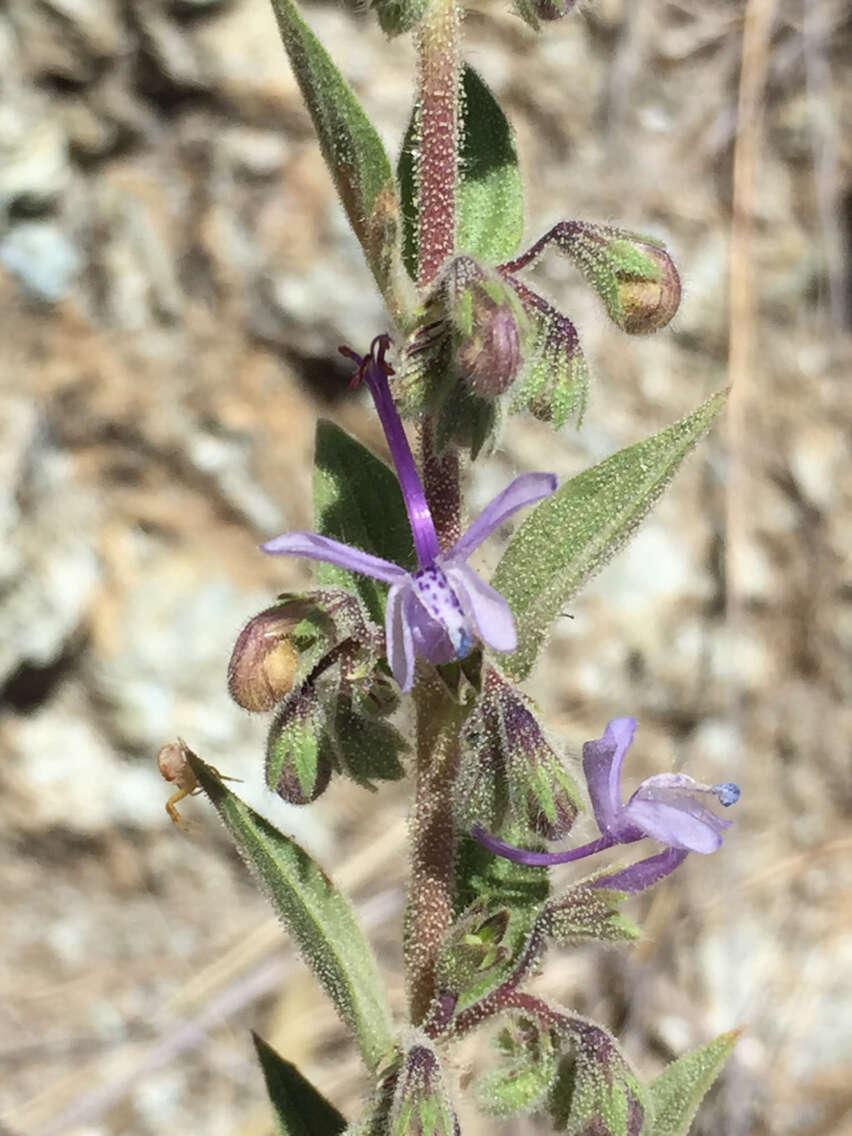 Sivun Trichostema lanceolatum Benth. kuva