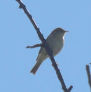 Image of Phylloscopus trochilus trochilus (Linnaeus 1758)