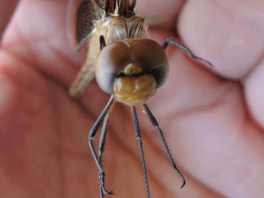 Image of Red Saddlebags