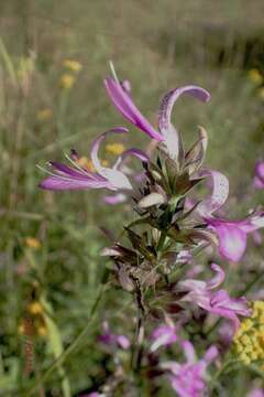 Image of Dicliptera clinopodia Nees