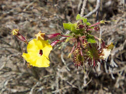 Слика од Uncarina grandidieri (Baill.) Stapf