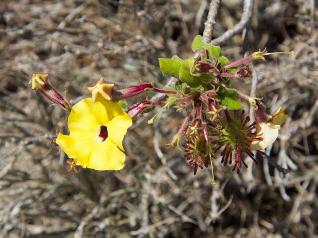 Image of Uncarina grandidieri (Baill.) Stapf