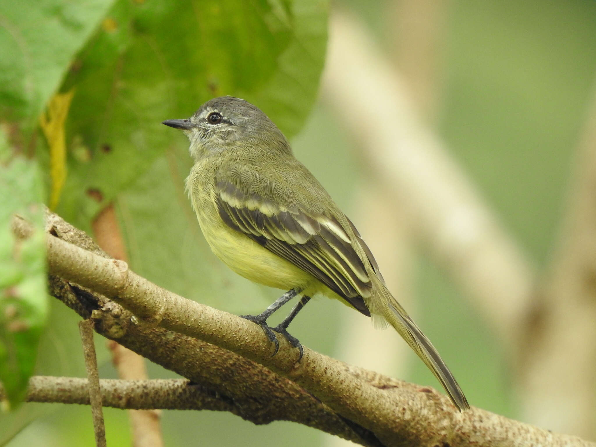 Image of Forest Elaenia