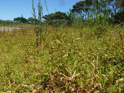 Imagem de Alternanthera denticulata R. Br.