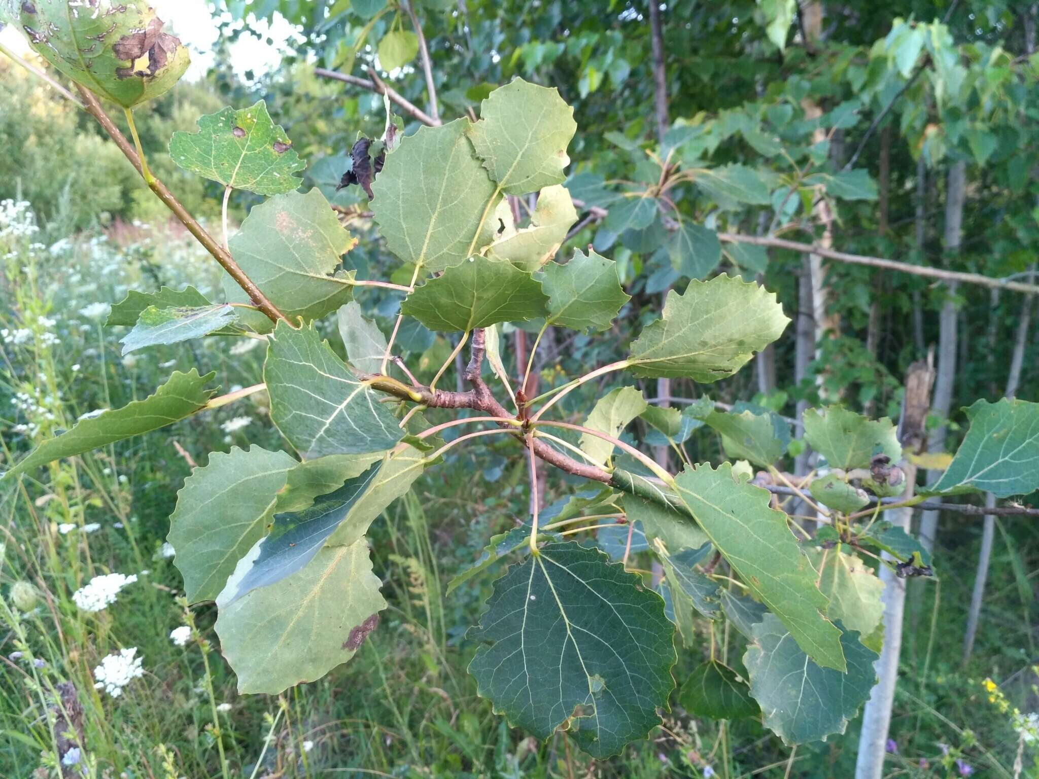 Image of Common Aspen