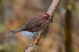 Image of Dark-rumped Rosefinch