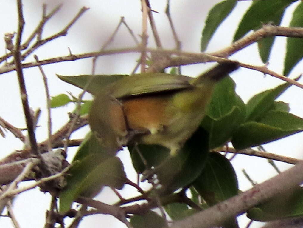 Imagem de Zosterops pallidus Swainson 1838