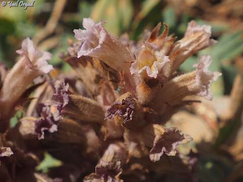 Imagem de Orobanche camptolepis Boiss. & Reuter