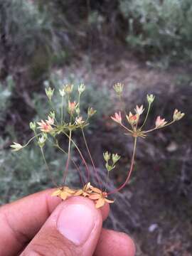 Image of western rockjasmine