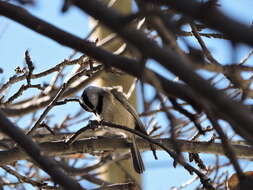 Image of Mountain Chickadee