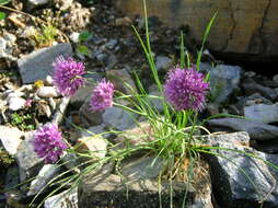 صورة Allium lusitanicum Lam.