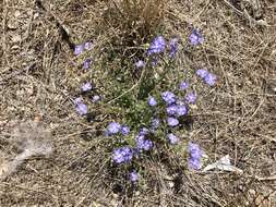 Image of wild dwarf morning-glory