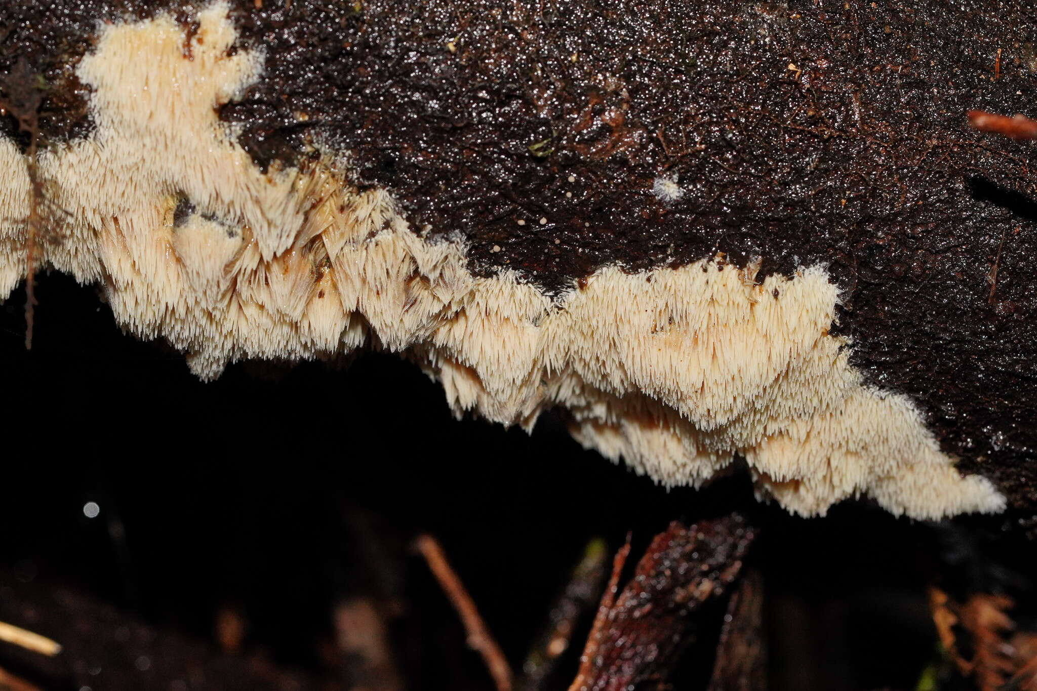 Dentipellicula leptodon (Mont.) Y. C. Dai & L. W. Zhou 2013的圖片