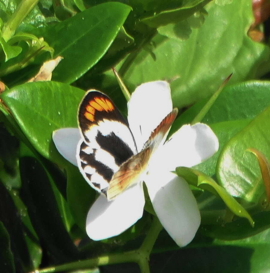 Image de Carissa macrocarpa (Eckl.) A. DC.