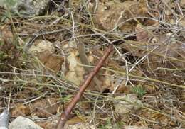 Image of Aruba Whiptail