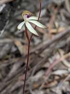 Caladenia atrata D. L. Jones的圖片