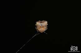 Image of Pale Frilled Orbweaver