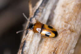 Image of Darkling beetle