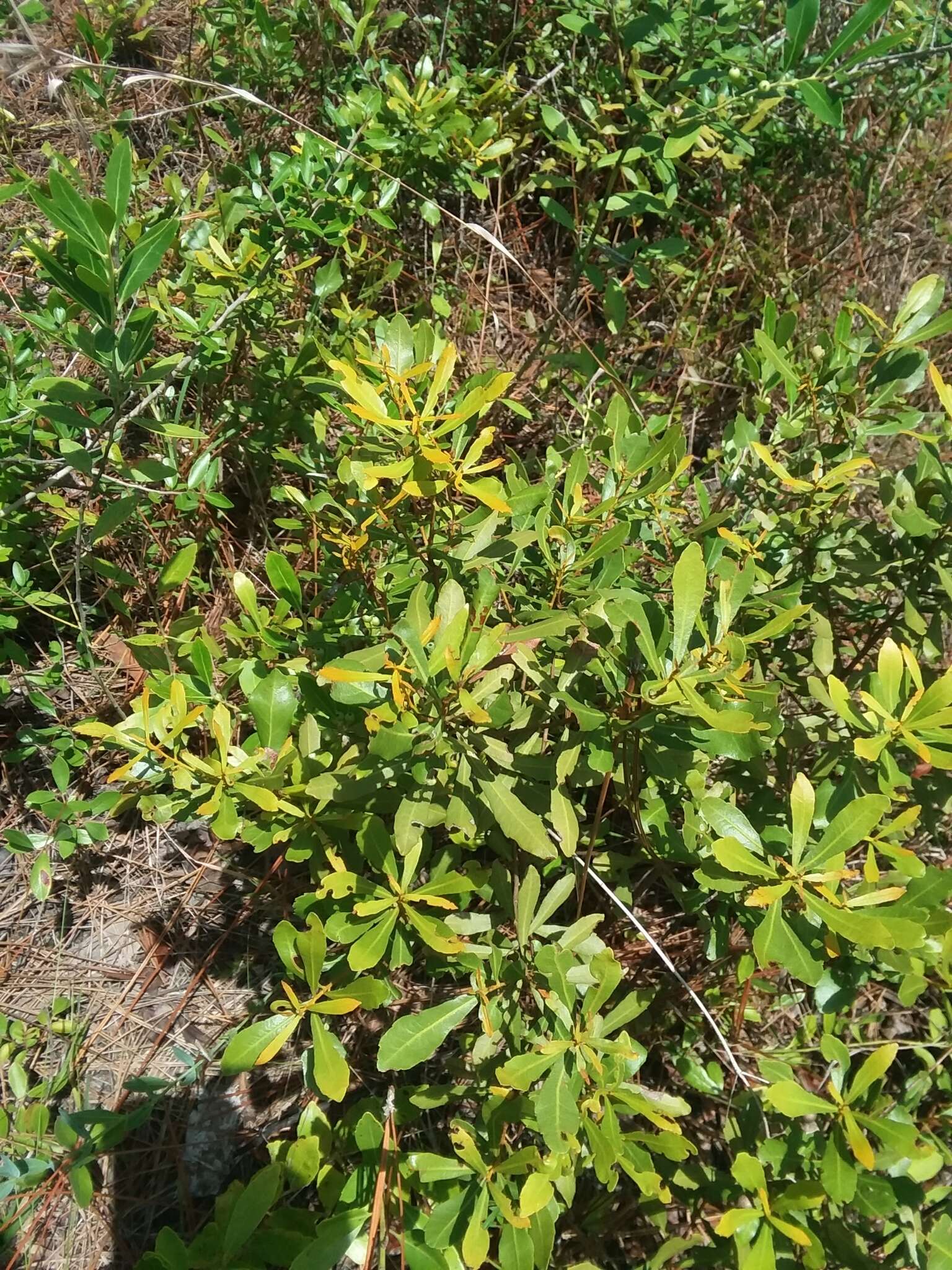 Image of wax myrtle