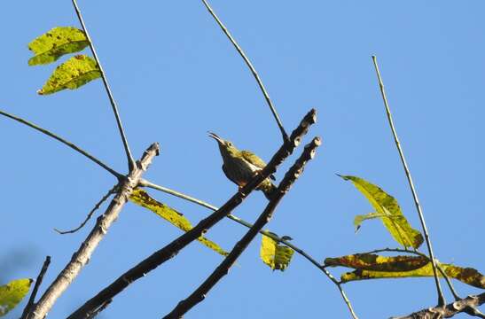 Image of Streaked Spiderhunter