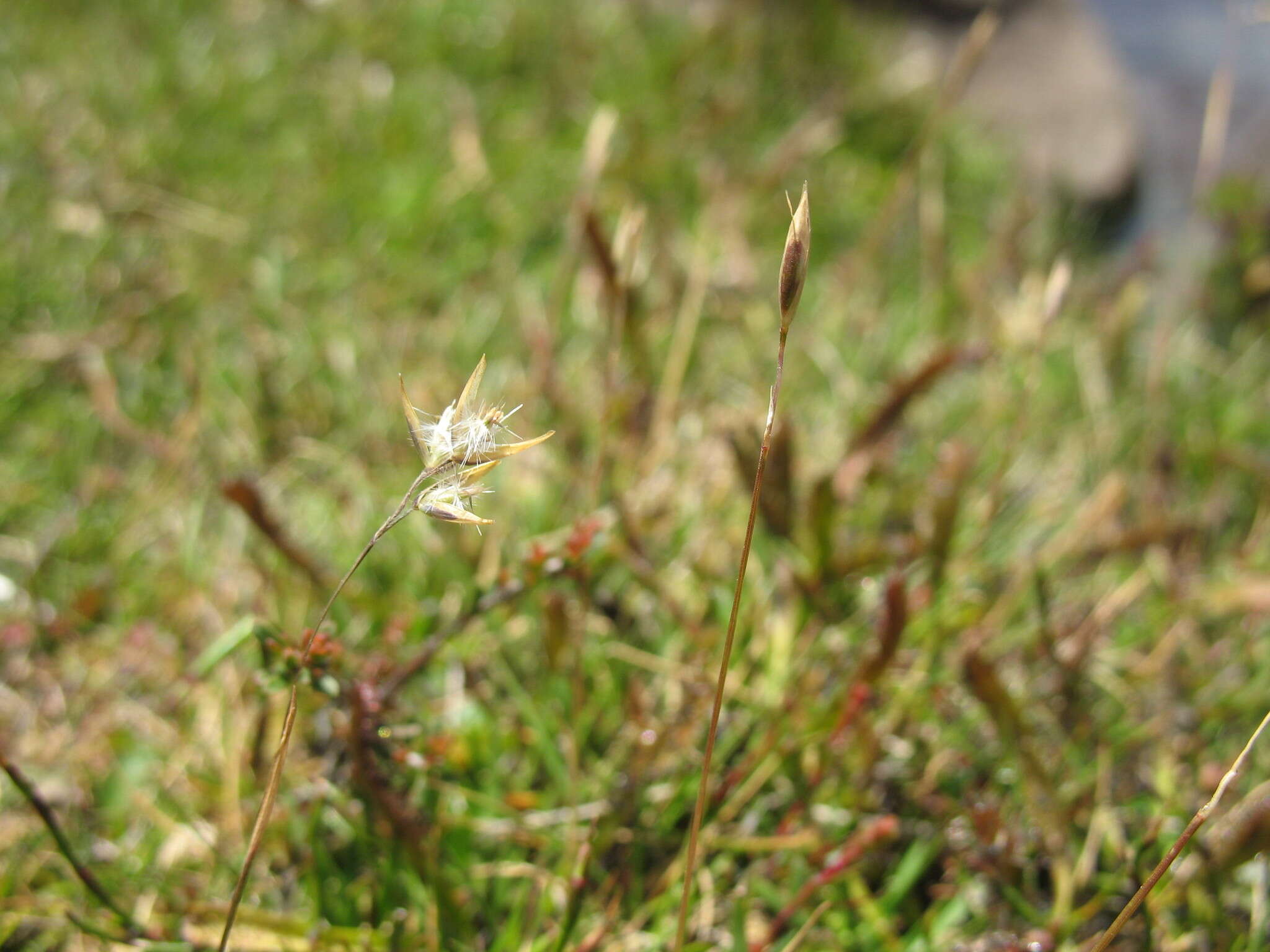 Image of Rytidosperma pauciflorum (R. Br.) Connor & Edgar