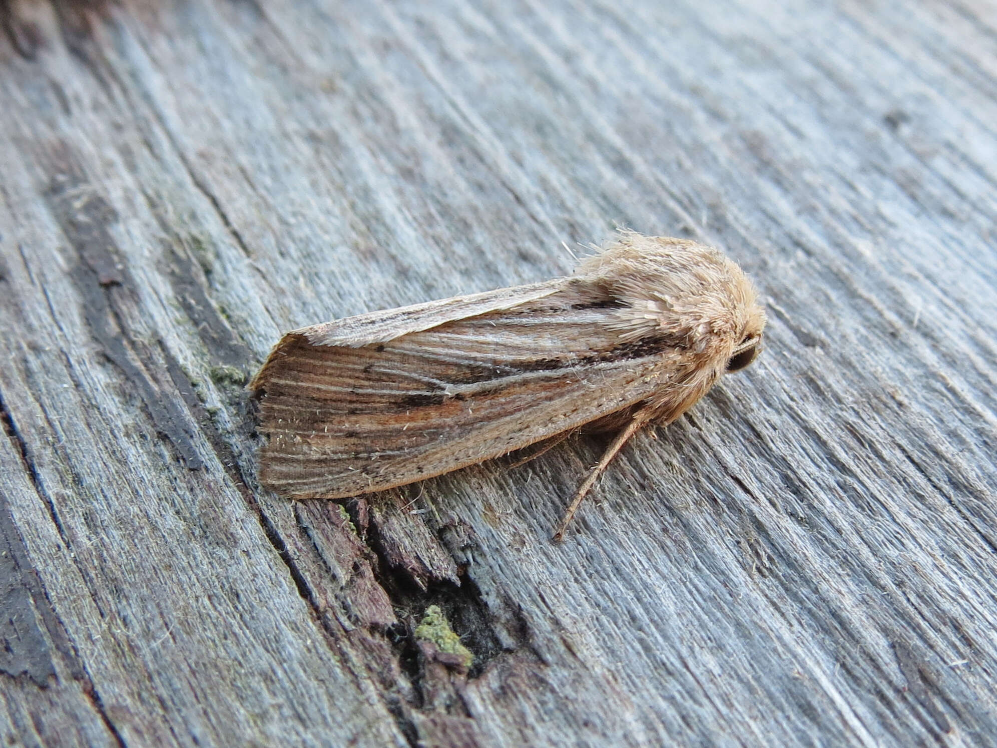 Слика од Leucania commoides Guenée 1852