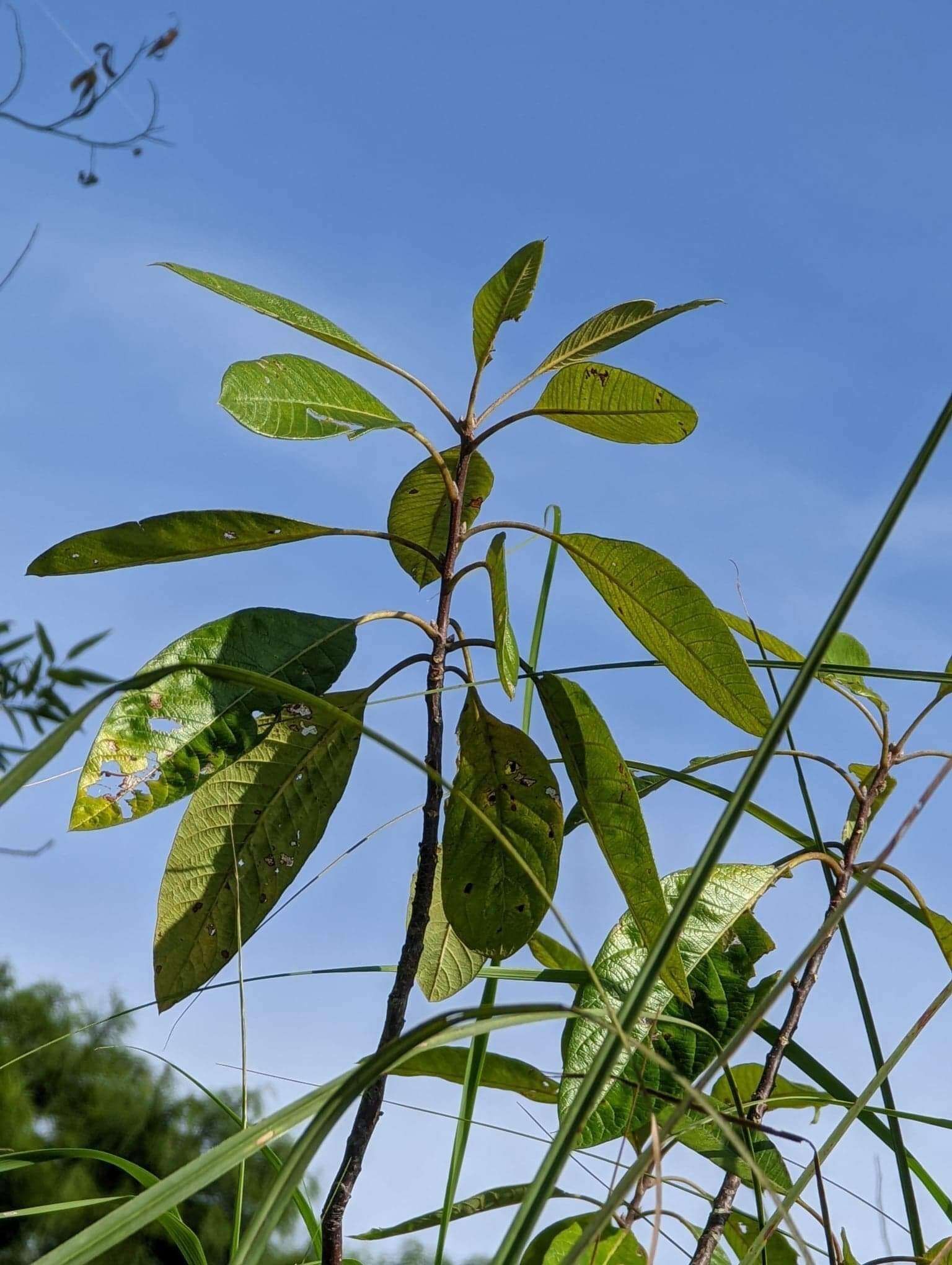 Image of corkwood