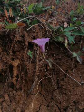 Image of whitestar morning-glory