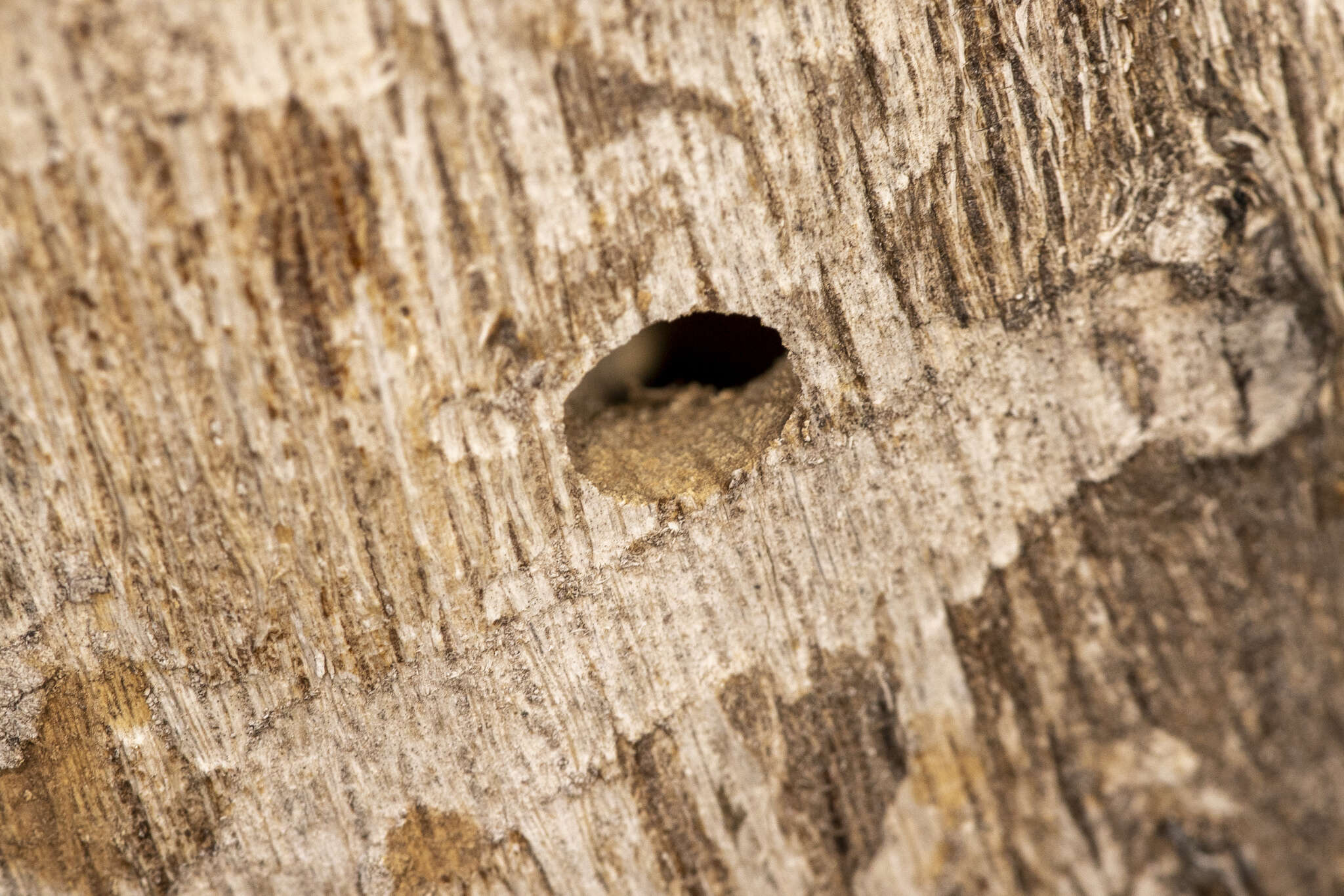 صورة Polycesta californica Le Conte 1857