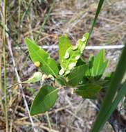 Image of Trioza magnoliae (Ashmead 1881)